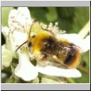 Bombus pratorum - Wiesenhummel m02.jpg